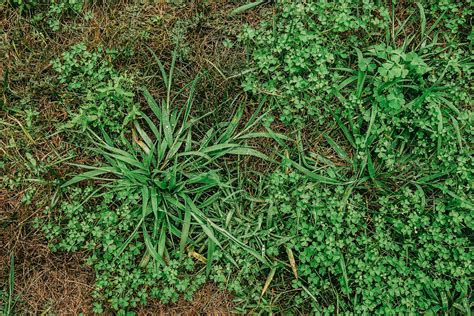 Quackgrass Identification