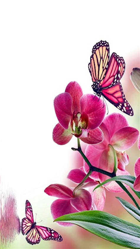 Orchids Butterfly Hd Phone Wallpaper Peakpx
