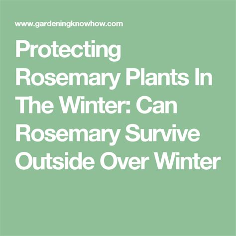 Winterizing Rosemary Plants How To Protect Rosemary In Winter