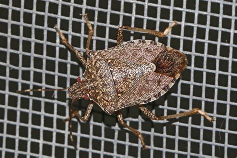 How To Keep Stink Bugs Out Of Your House The Secrets To Success