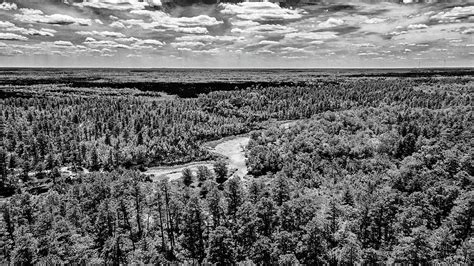 Gray Scale Outdoors Pinelands Photograph By Louis Dallara Fine Art