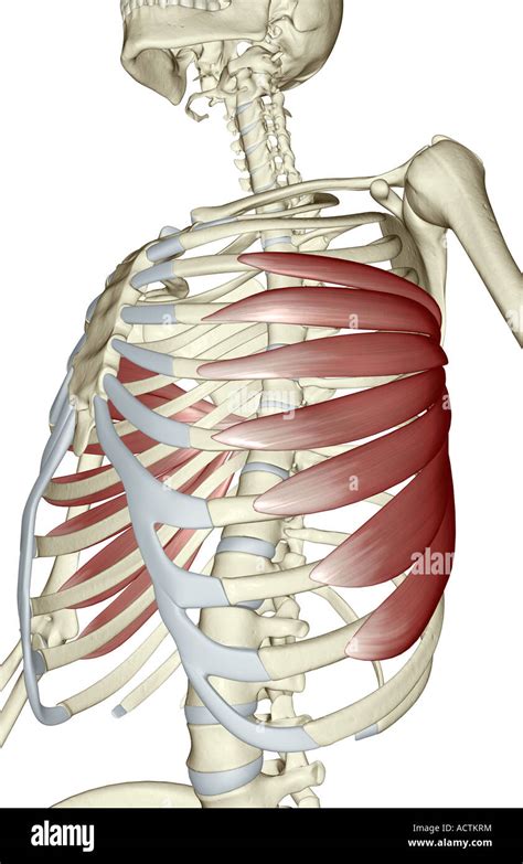Serratus Anterior Muscle With Anatomical Skeletal Ribcage Outline Diagram Stock Illustration