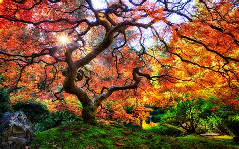 Beautiful Japanese Maple With Red Leaves At The Foot Of Portland Oregon