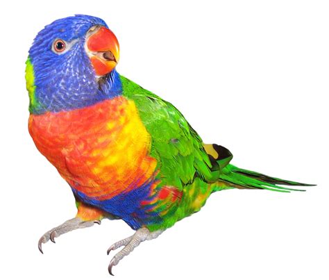 Download Rainbow Lorikeet Clipart For Free Designlooter 2020 👨‍🎨
