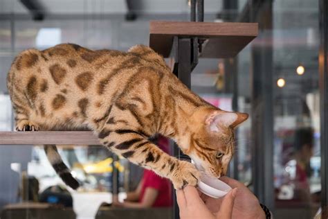 How Much Does A Bengal Cat Cost What You Need To Know Today
