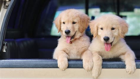For miniature breeds, it's only 3. The Pros And Cons of Adopting Two Puppies at Once
