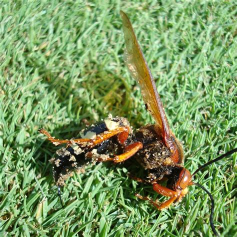Cicada Killer Wasps Naperville Country Club Green Department