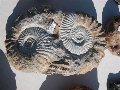 Imageafter Photos Fossil Fossils Stone Shell Ancient Prehistoric