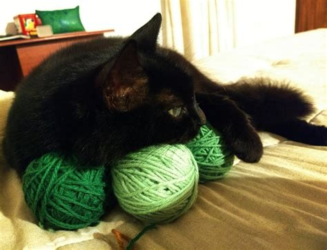 She Keeps Doing This With My Yarn Cats