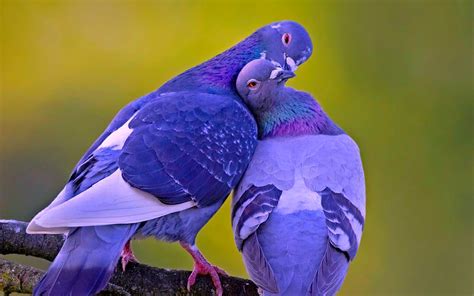 Love Birds Images Download 2560x1600 Wallpaper