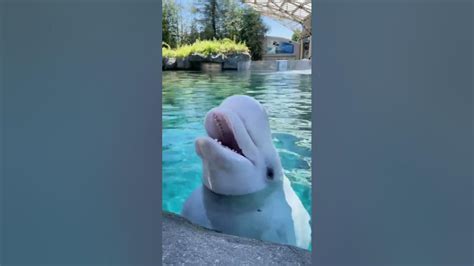 The Cutest 🥰 Beluga Whale Ever Shorts Beluga Canary Of Sea Youtube