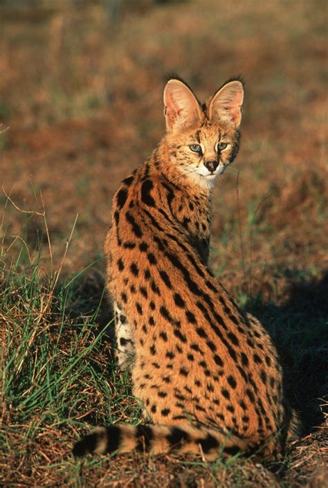 Ten Amazing Small Wild Cats Serval Cats Small Wild Cats African
