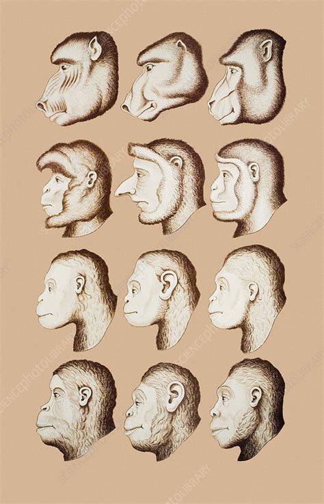 Artwork Of Twelve Catarrhines 1870 Stock Image N9300013 Science