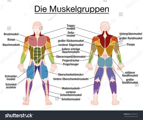 Sheet containing names of each of the muscles. Muscle Chart Of The Human Body | Human body muscles, Body muscle chart, Muscle diagram