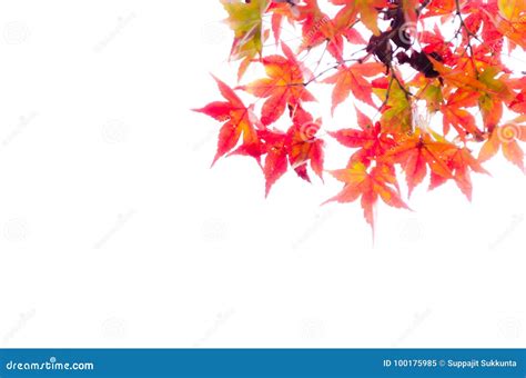 Abstract Blur Red Leaf On The Autumn Time Stock Image Image Of