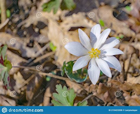 A Bloodroot Wildflower Sanguinaria Canadensis Stock Photo Image Of