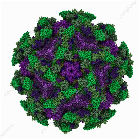 Echovirus3 Capsid Complexed With 6d10 Fab Illustration Stock Image