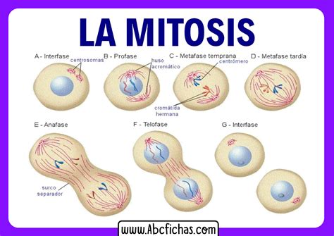 La Mitosis Y Meiosis Y Sus Fases Mitosis Ciclo Celular Images And The Best Porn Website