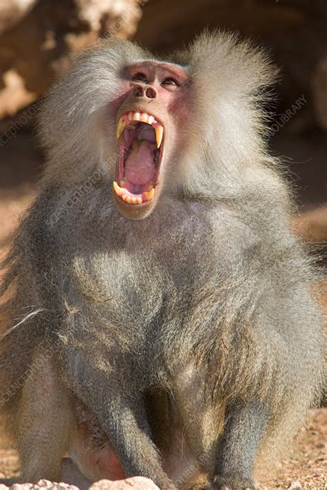 Hamadryas Baboon Papio Hamadryas Stock Image C0037592 Science Photo Library