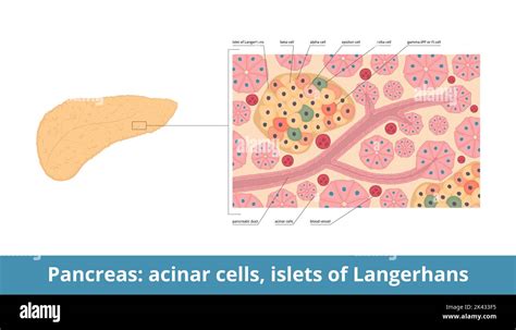 Islets Of Langerhans Pancreatic Islets Contain Endocrine Cells Alpha Beta Delta Pp Or Gamma