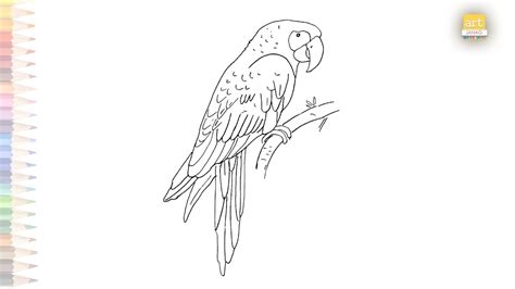 Macaw Coloring Outline Sketch How To Draw A Macaw Step By Step Easy