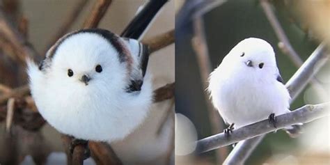 세상에서 가장 귀여운 새는 새하얀 솜뭉치같은 한국 토종 뱁새 네이버 포스트
