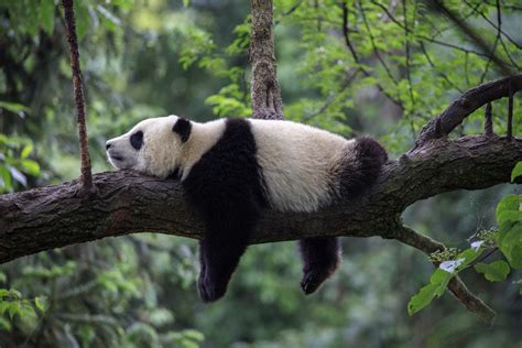 Fun Panda Facts With Pictures Readers Digest