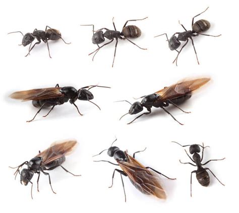 Images Of Ants With Wings Pest Phobia