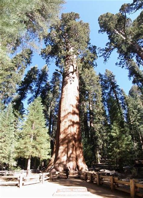 Parque Nacional Sequoia Viajeros Callejeros