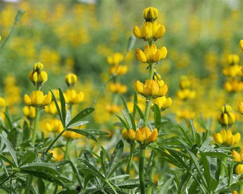 Anders ist das bei den samen von. Blogdejust: Lupinen Giftig Für Menschen