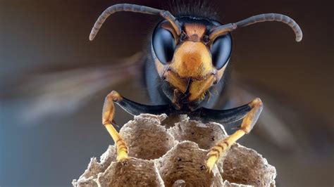 Photos Murder Hornets Will Haunt Your Nightmares Live Science