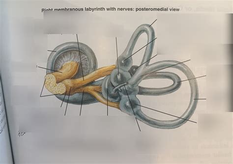 Vestibular Apparatus Diagram Quizlet