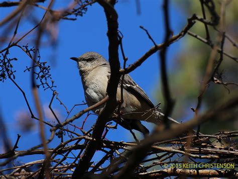 Eastern Mockingbird From Falls Church Va