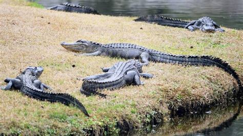 Alligator Carcasses Found At Trappers Sc Home Officials Say The State