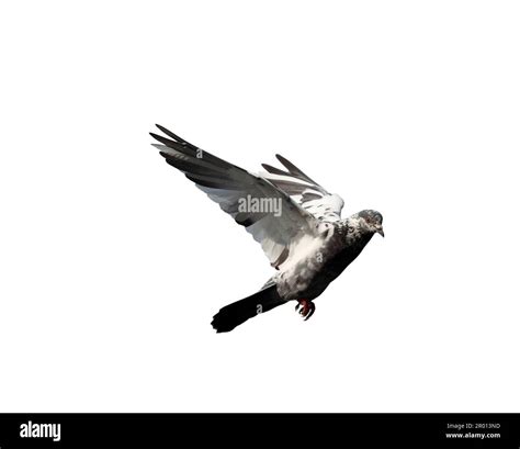 White Dove In Flight Movement Cut Out Stock Images And Pictures Alamy