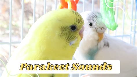1 Hour Sounds Of Happy Parakeetsbudgies Chirping Singing Youtube