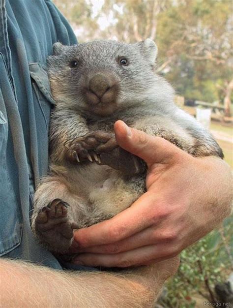 20 Utterly Adorable Pictures To Convince You That Wombats Are The