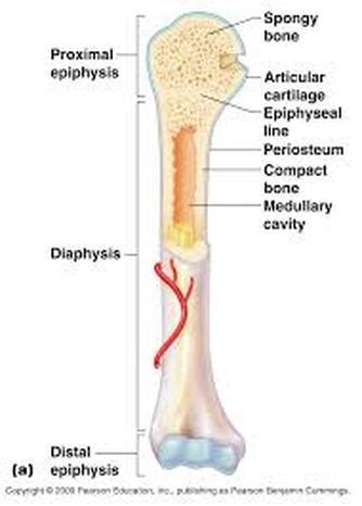 Skeletal system - A&P