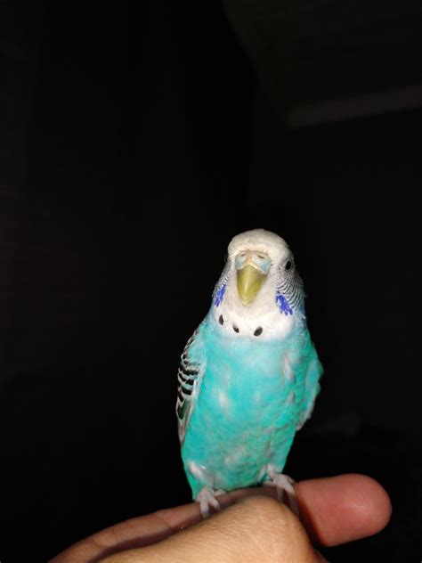 Female Budgie Had Crusty Cere For Past 4 Months Now Is Turning Light