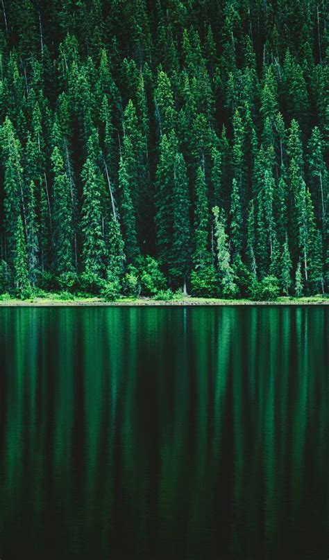 Download 600x1024 Pine Forest Trees Lake Reflection Scenery