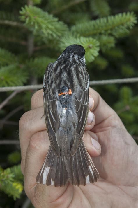 Tiny Songbird Discovered To Migrate Non Stop 1500 Miles Over The Atlantic