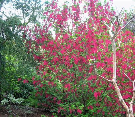Få 25.000 endnu en beautiful spring blossoms on trees stockvideo på 30 fps. Red Flowering Currant | Portland Monthly