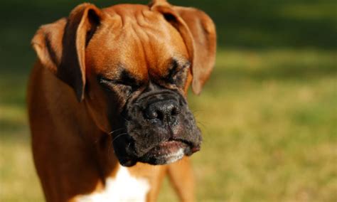 5 Common Dog Behaviors Explained The Dogington Post