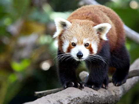 Red Panda Escapes Wildlife Park For Second Time Guernsey Press