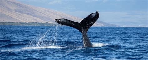 How To Experience The Beauty Of Mauis Whale Watching Season Pmimaui