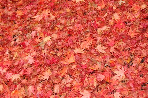 Texture Autumn Leaf Autumn Foliage Download Photo Leaves Texture