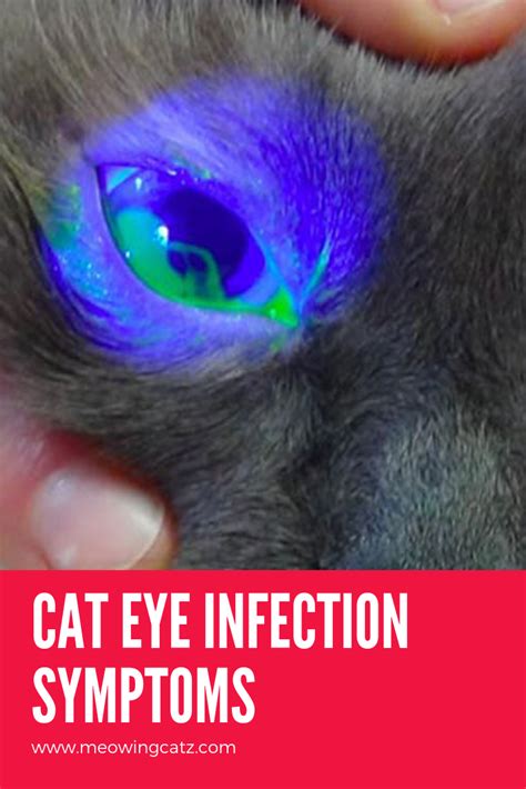 Cat Eye Infection Symptoms Mcgoks