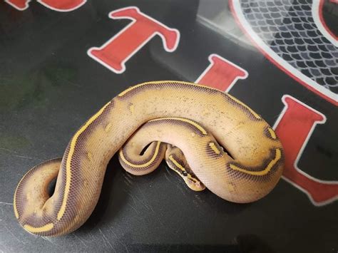 Highway Ball Python By Og Reptiles Morphmarket