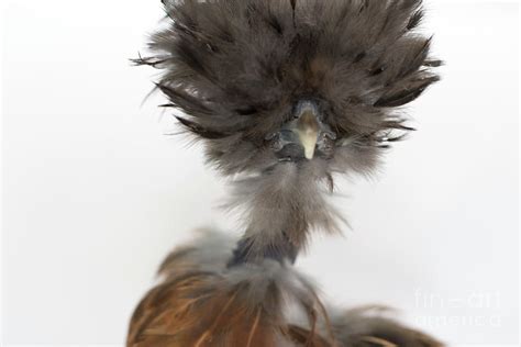 Naked Neck Silkie Chicken Photograph By Jeannette Hunt