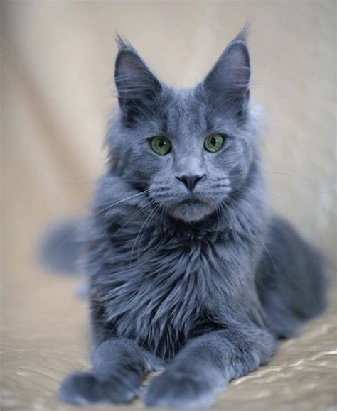 Maine coon cats are a longhaired, large cat breed. Ten of the best Maine Coon cats that you will see